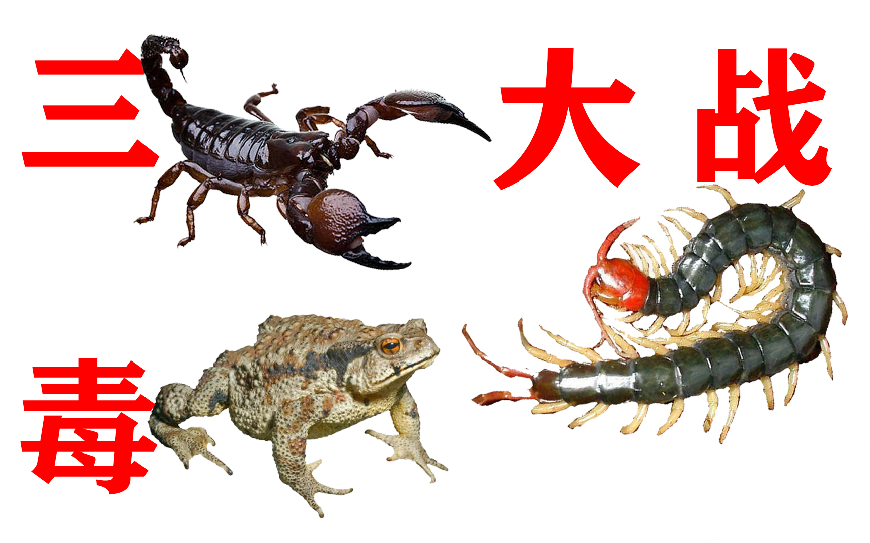 当蝎子,蜈蚣,蟾蜍,相遇后,会发生什么战斗,谁会是最强者?