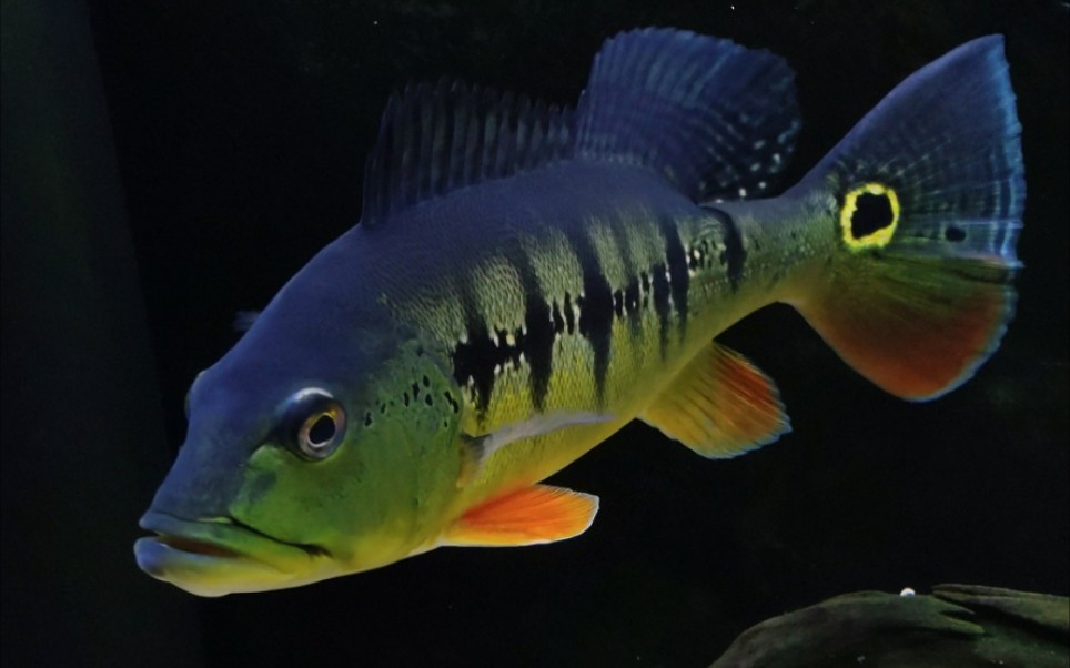 孔雀鲈鱼_哔哩哔哩 (゜-゜)つロ 干杯~-bilibili