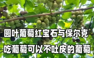 Download Video: 不用吐皮的圆叶葡萄品种，红宝石与保尔克