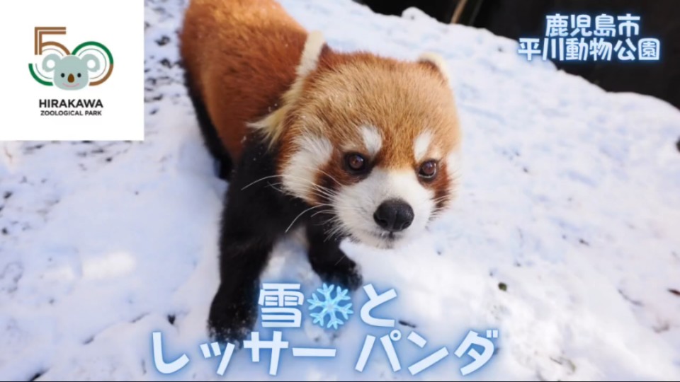 9815雪中的小熊猫