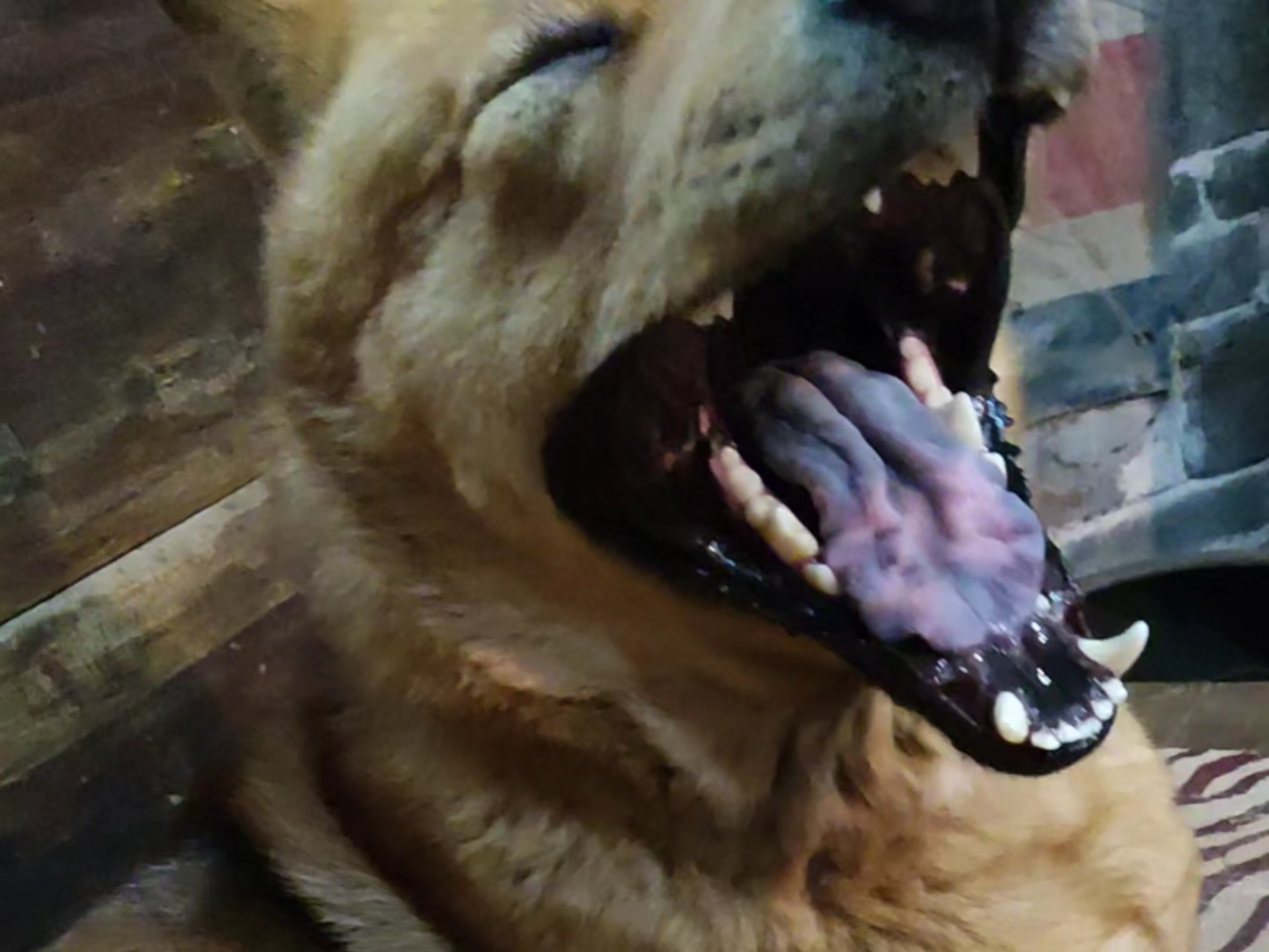 没事无聊只能逗逗狗子了 #中华田园犬 #萌宠 #大黄 #田园犬
