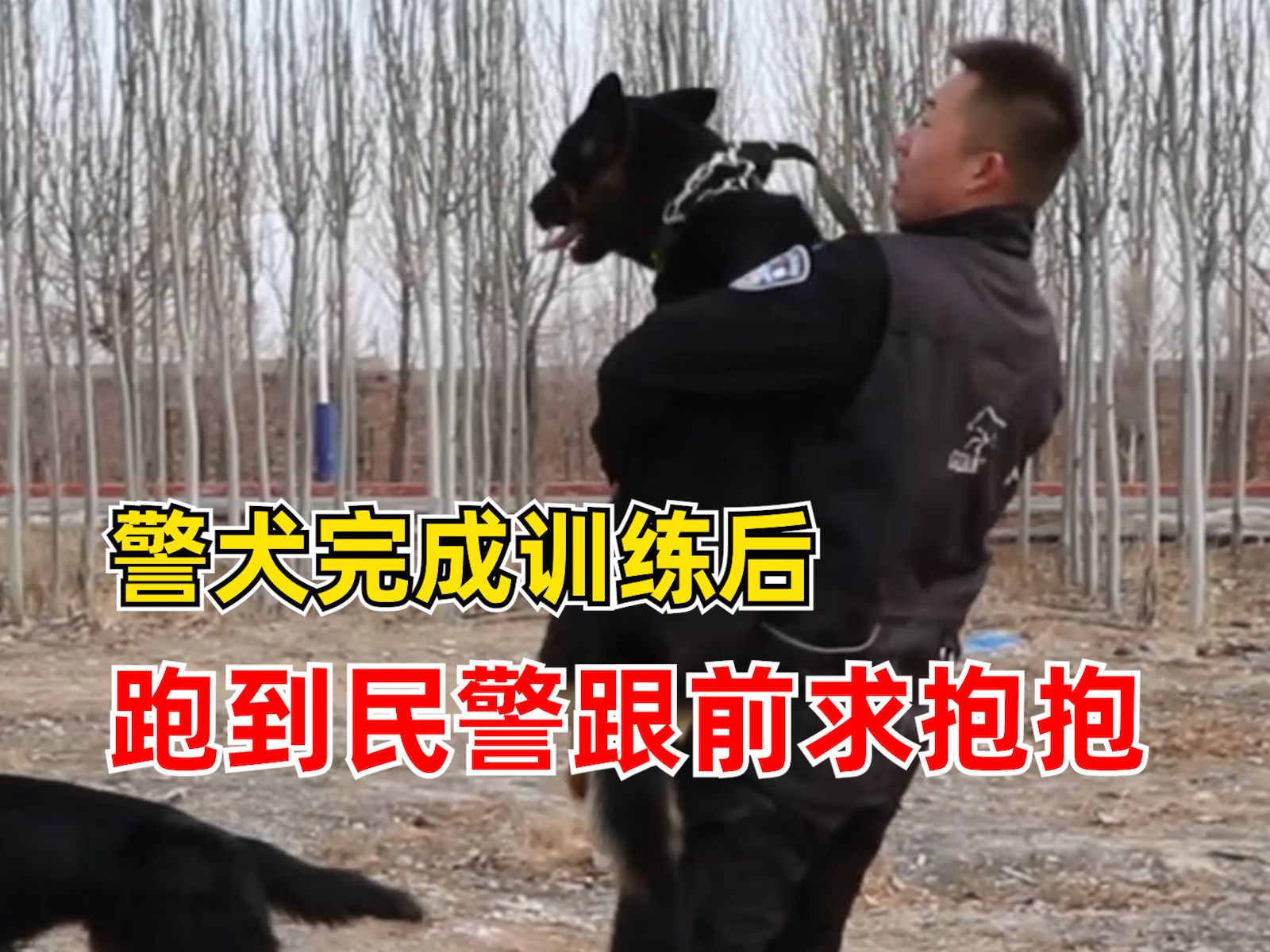 警犬完成训练跑到民警身边求抱抱哔哩哔哩bilibili