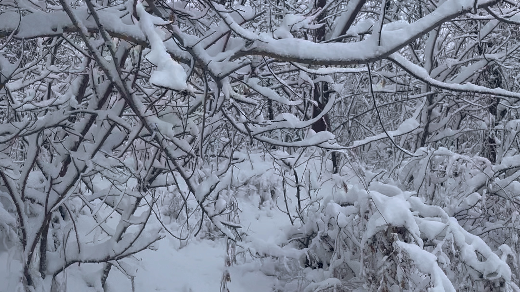 看看河南的雪景