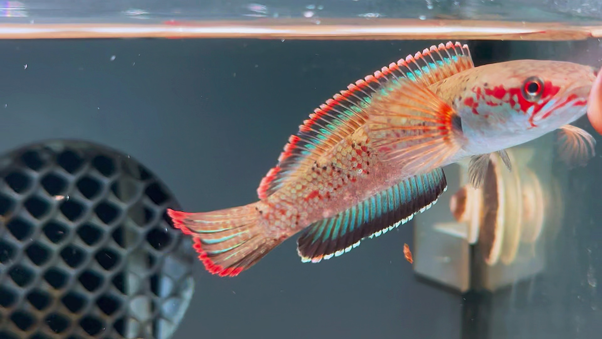 血斑雷龙,48起双包.选鱼看主页 #雷龙鱼 #血斑一型雷龙