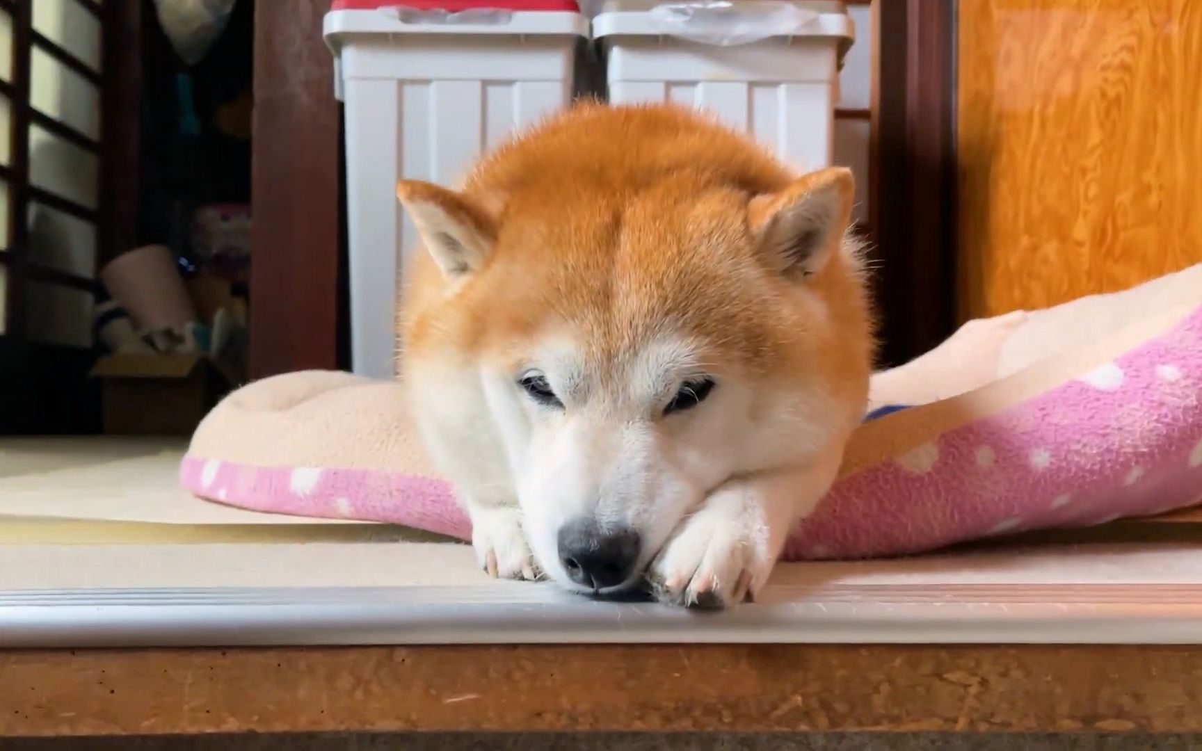 柴犬兰丸很喜欢摇尾巴