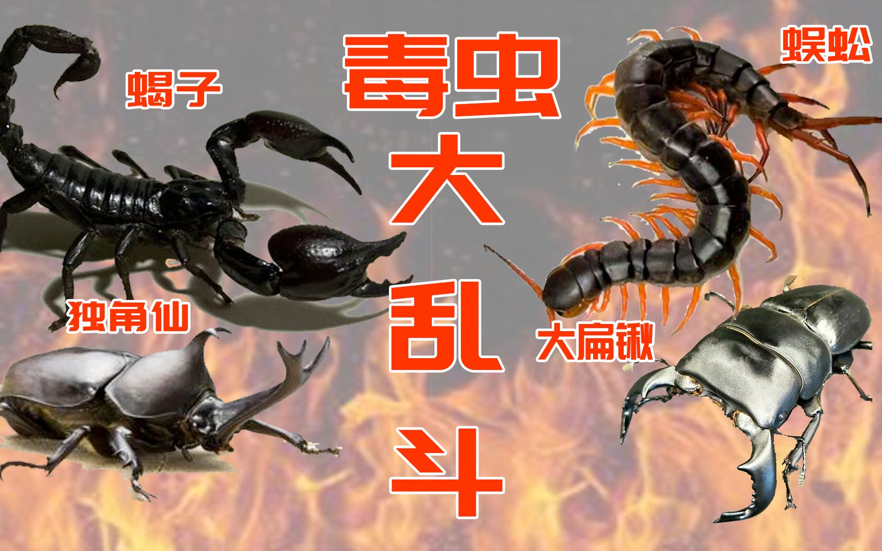 蝎子vs独角仙图片