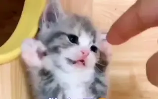 被吼后委屈巴巴的小猫咪 搜索结果 哔哩哔哩 Bilibili