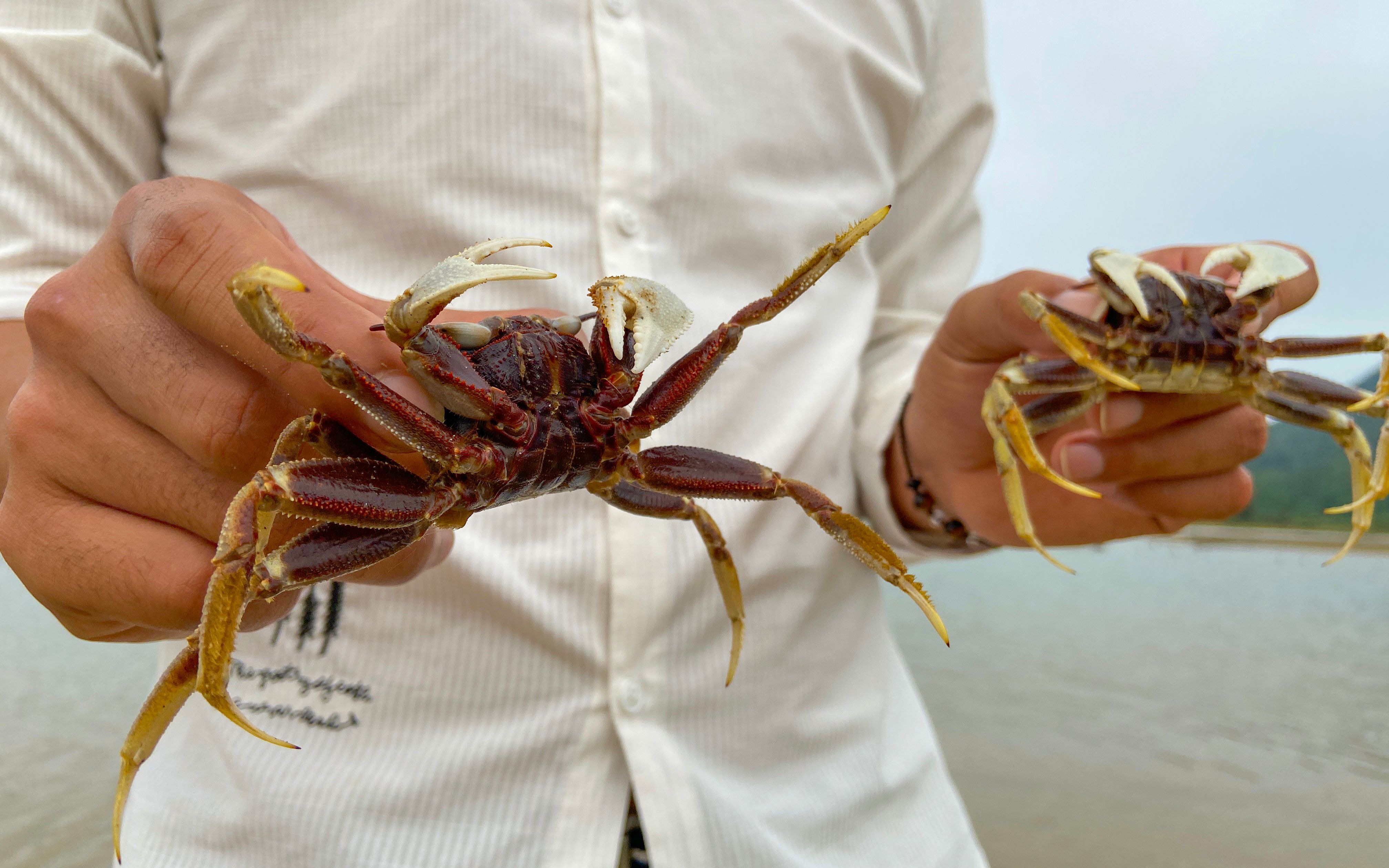 挖青蟹翻车,无奈转战另一种煲粥顶级食材,罕见极品海鲜长脚沙蚂,大到