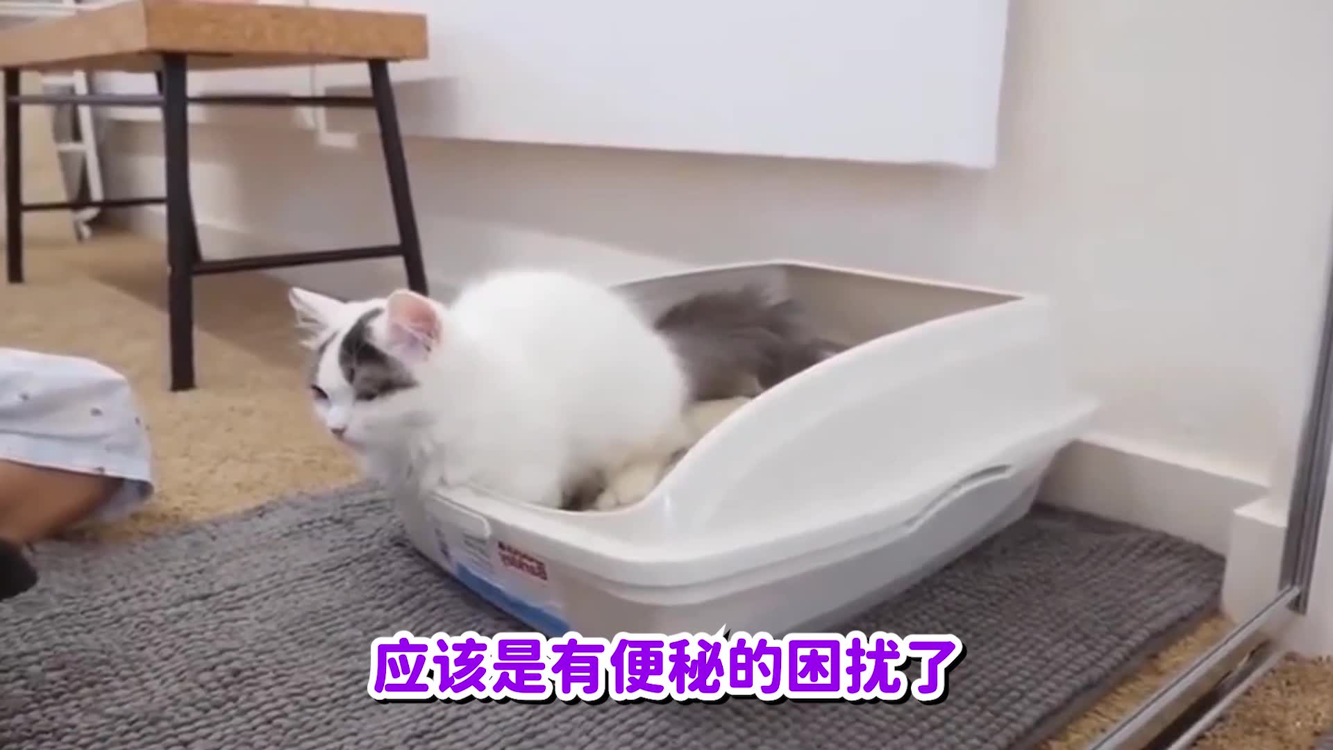 猫不排便怎么办哔哩哔哩bilibili