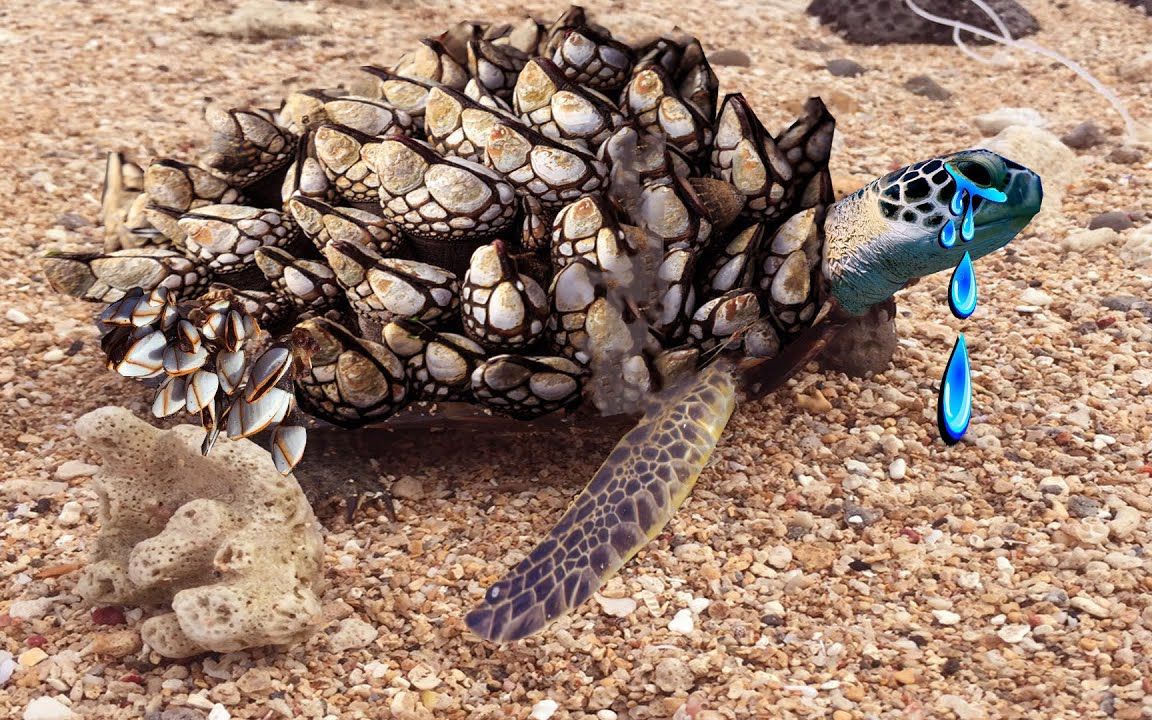 乌龟被藤壶折磨得奄奄一息,无奈向人类求助,用贝壳帮它清理