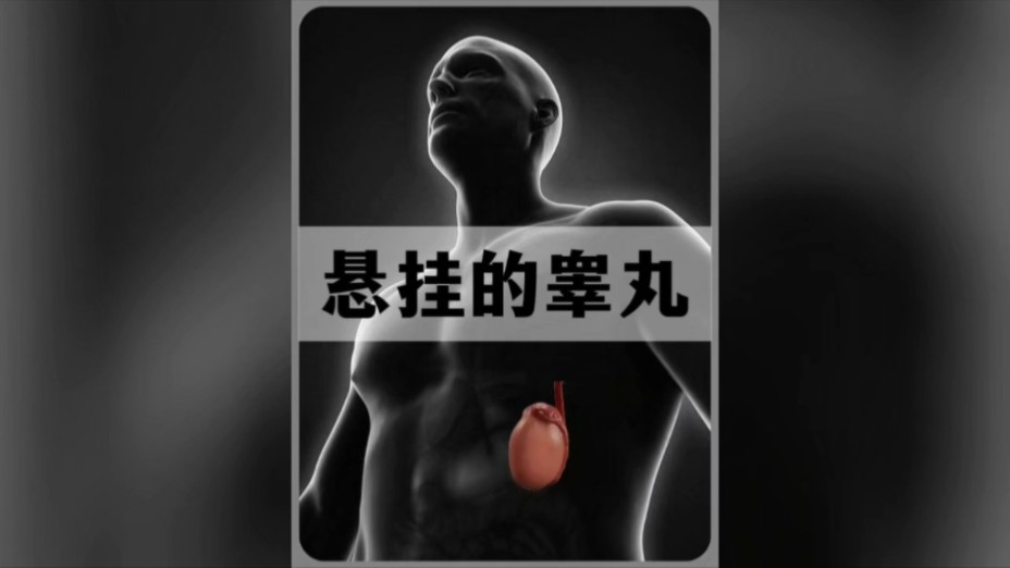 男性睾丸如此脆弱,为何还要悬挂在体外哔哩哔哩bilibili