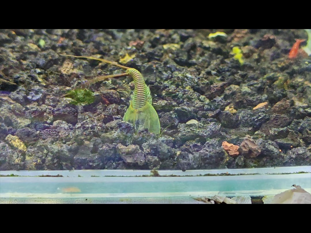 鲎虫，鲎虫是益虫还是害虫