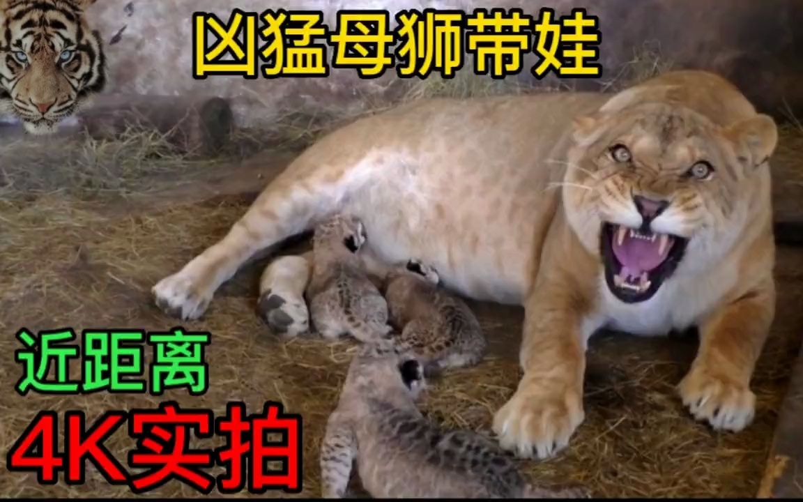 [图]高清实拍产后的母狮，性情凶暴，尽显大猫本色，喜欢猫科的别错过