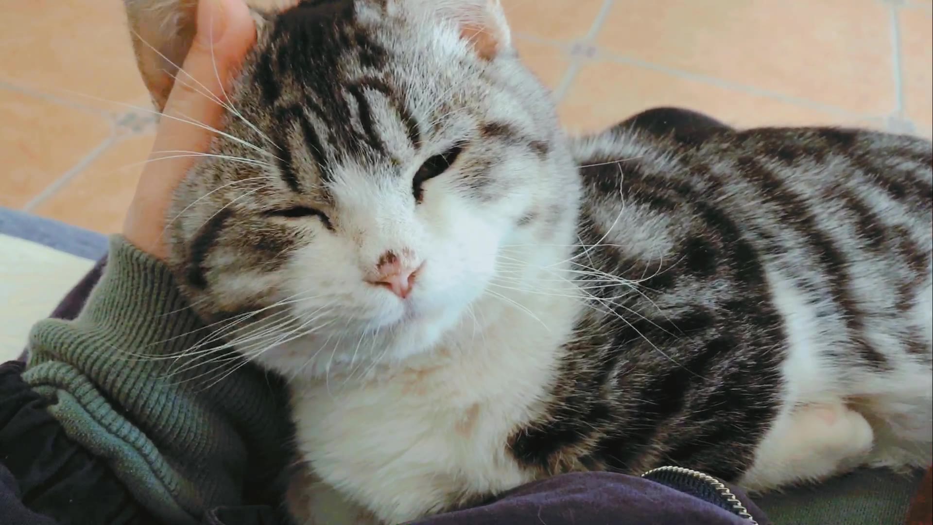 【短腿猫】给主子揉揉