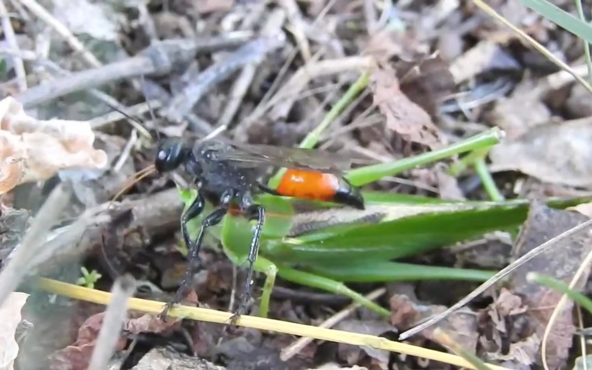 昆虫记干泥蜂图片图片