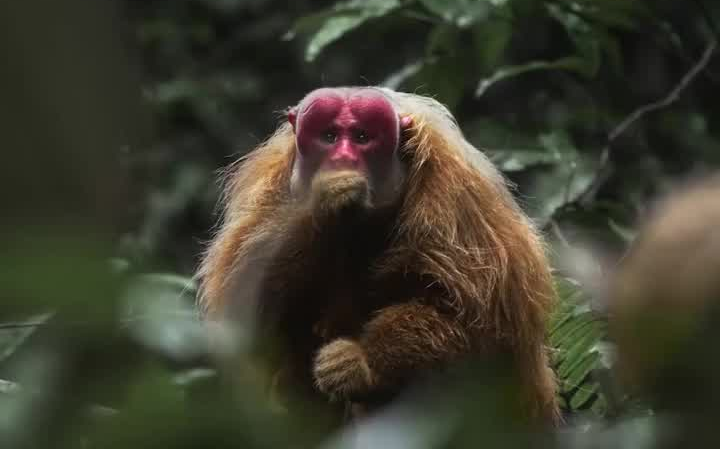 长相丑陋的生物—秃猴