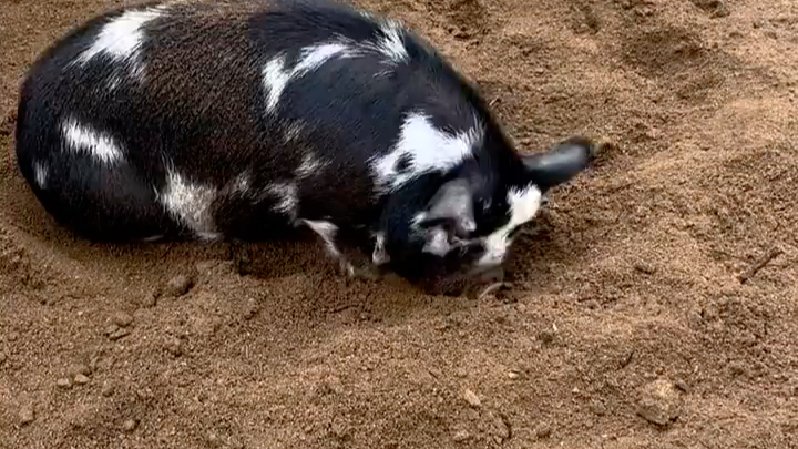【这里都是昆昆猪】挖掘居努力工作中