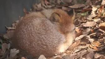 下载视频: 狐狐起床气