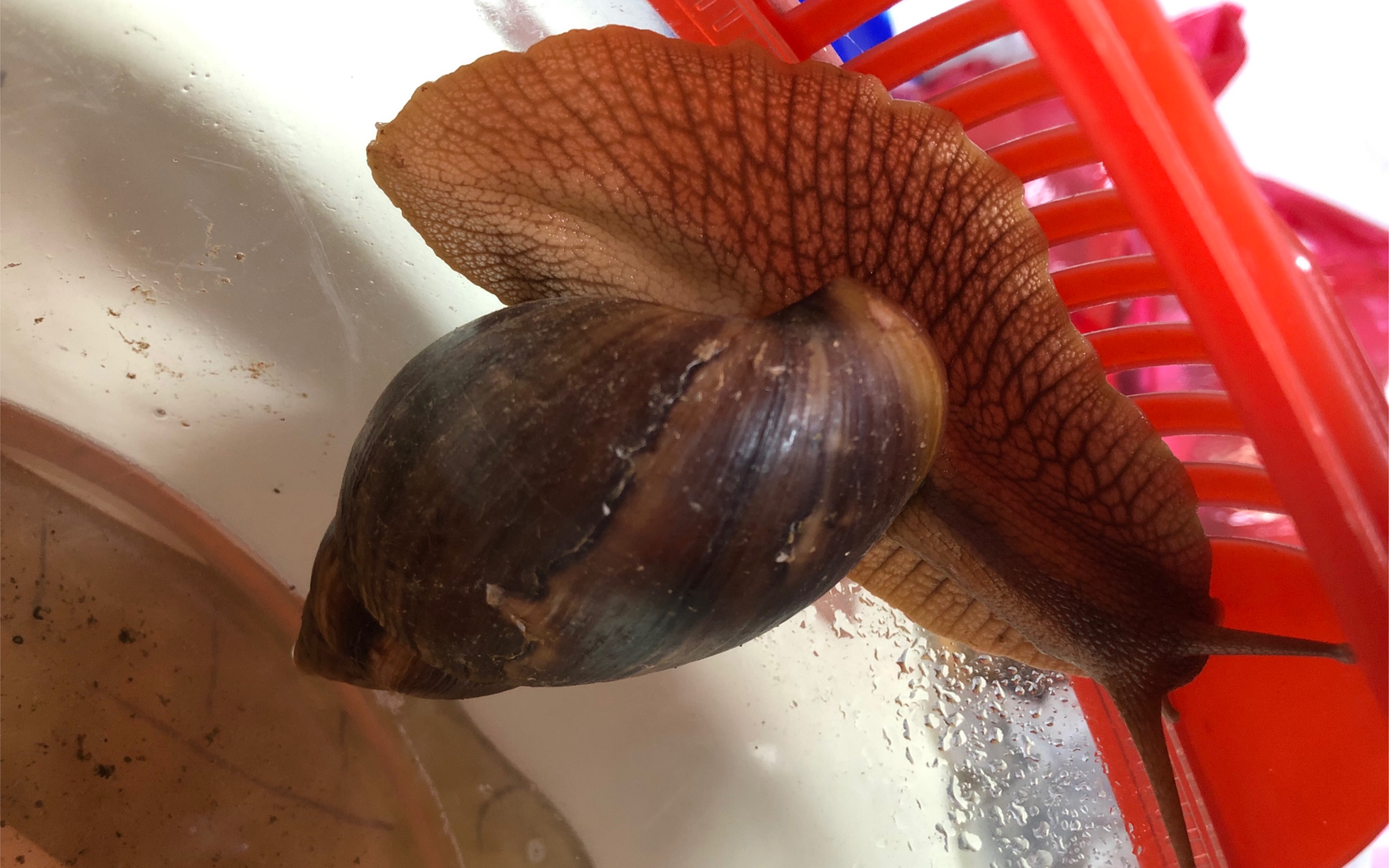 外来种非洲大蜗牛能抵御三条成年蚂蟥(水蛭)强烈攻击吗?(慎入)