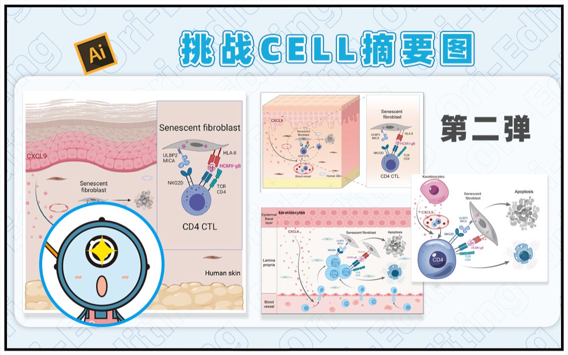 挑战CELL摘要图第二期|从细节处浅改摘要图——CD4 CTL清除衰老成纤维细胞哔哩哔哩bilibili