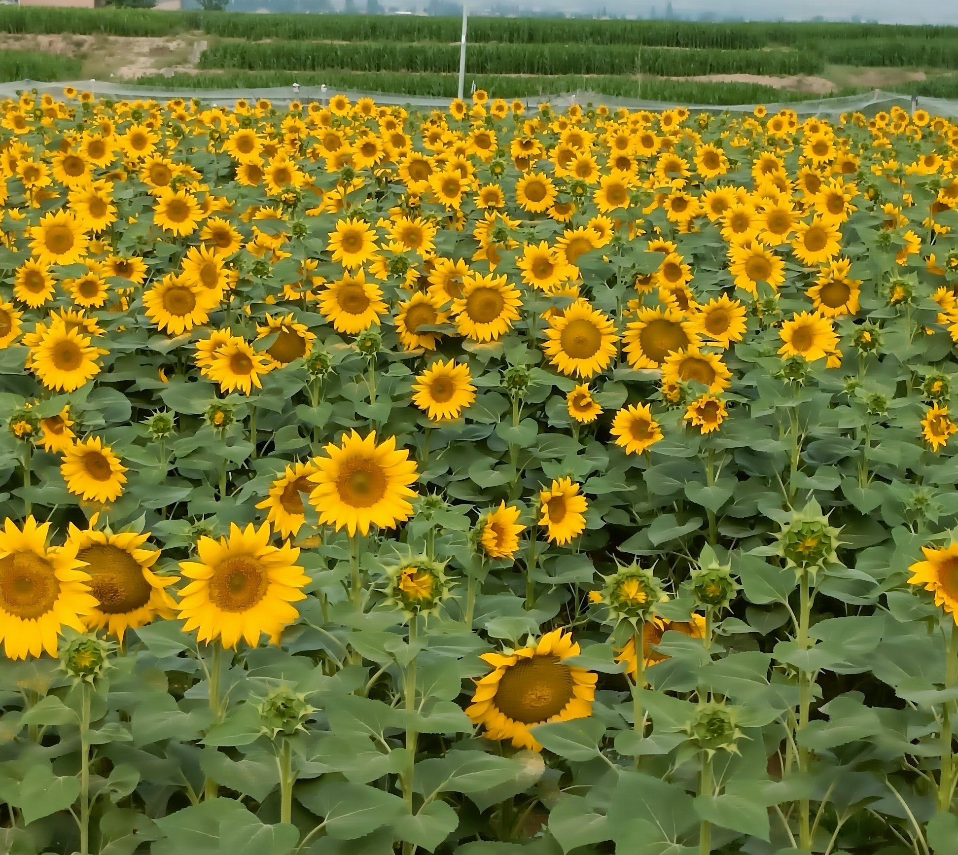 [图]向日葵🌻