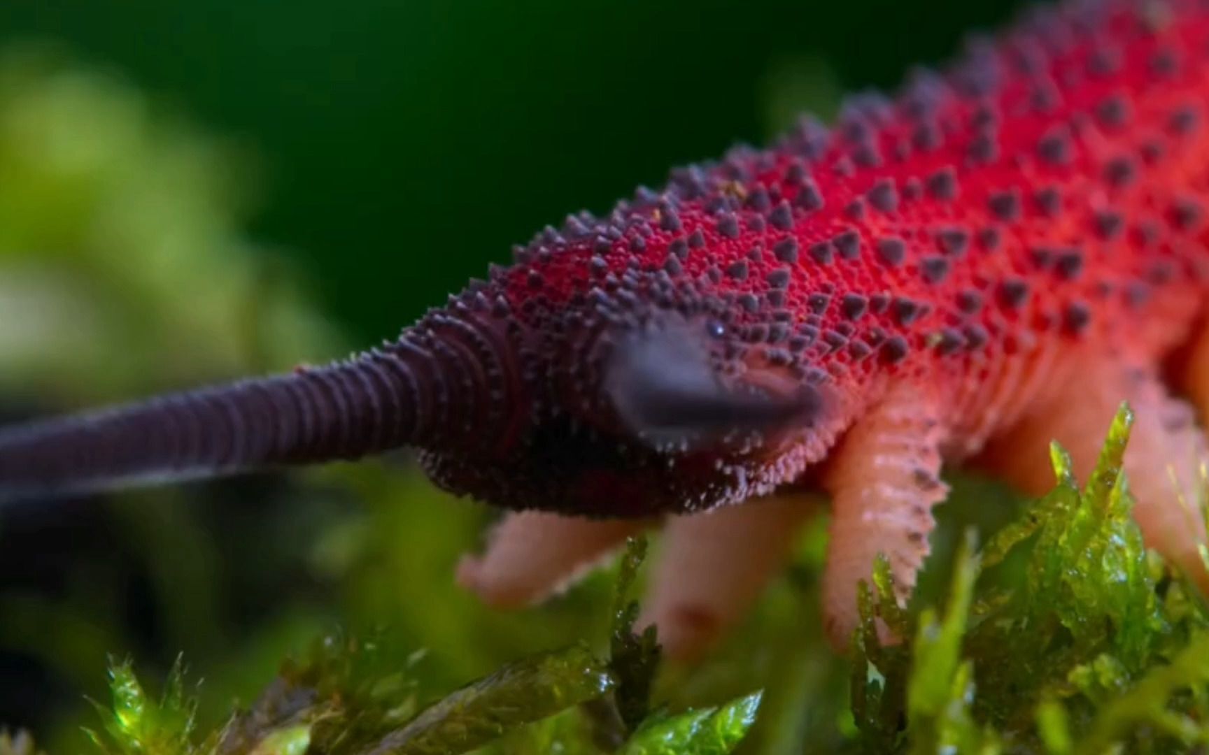 你没有见过的虫子,天鹅绒虫