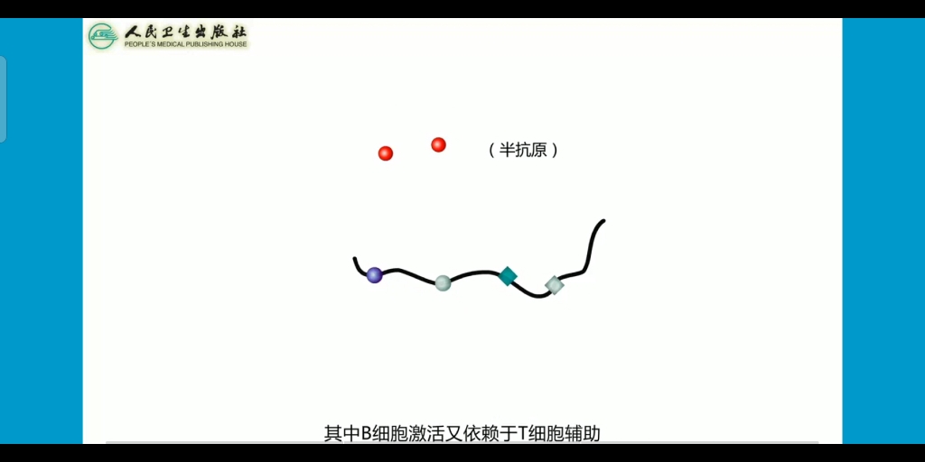 半抗原 载体效应哔哩哔哩bilibili