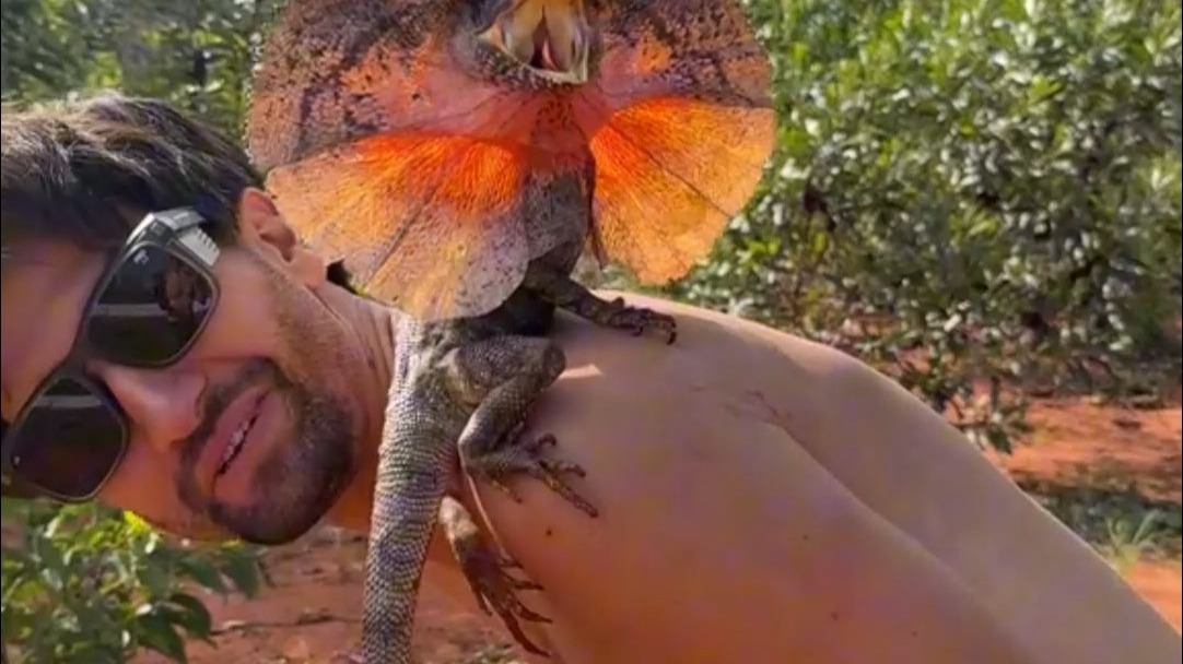 伞蜥经常会跳出来吓人一跳，但它其实就是个虚张声势的小趴菜