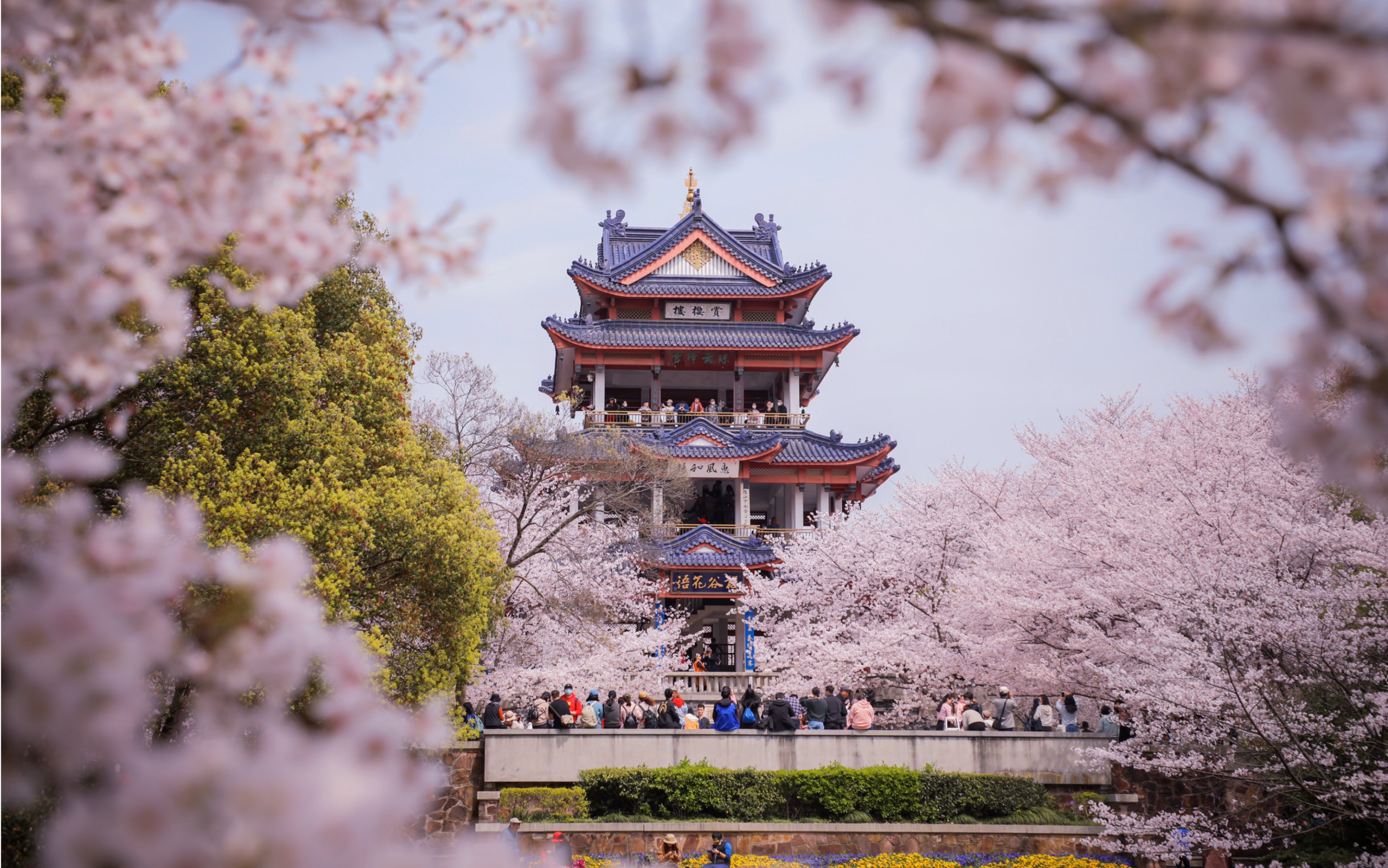 活动  夜的第七章·鼋头渚樱花风光