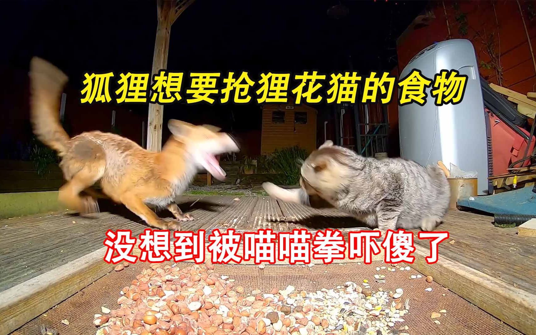 [图]狐狸VS狸花猫，想抢猫咪食物，被喵喵拳吓傻了。