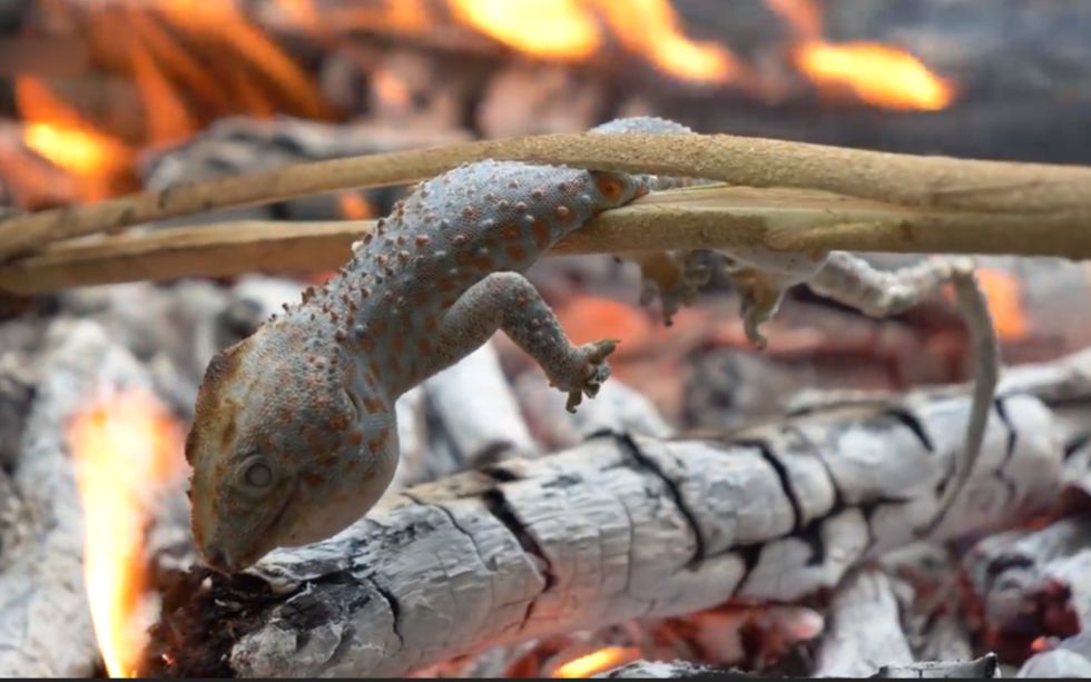 荒野小孩在野外抓了野生食物森林壁虎烧起柴火烤来吃就不怕吃了中毒吗