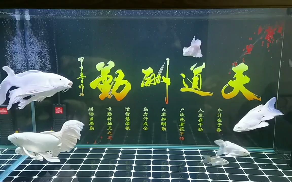 蝴蝶鲤锦鲤观赏鱼鉴赏鱼饲养如何养出飘逸好蝴蝶鲤台湾白金蝴蝶鲤哔哩哔哩bilibili