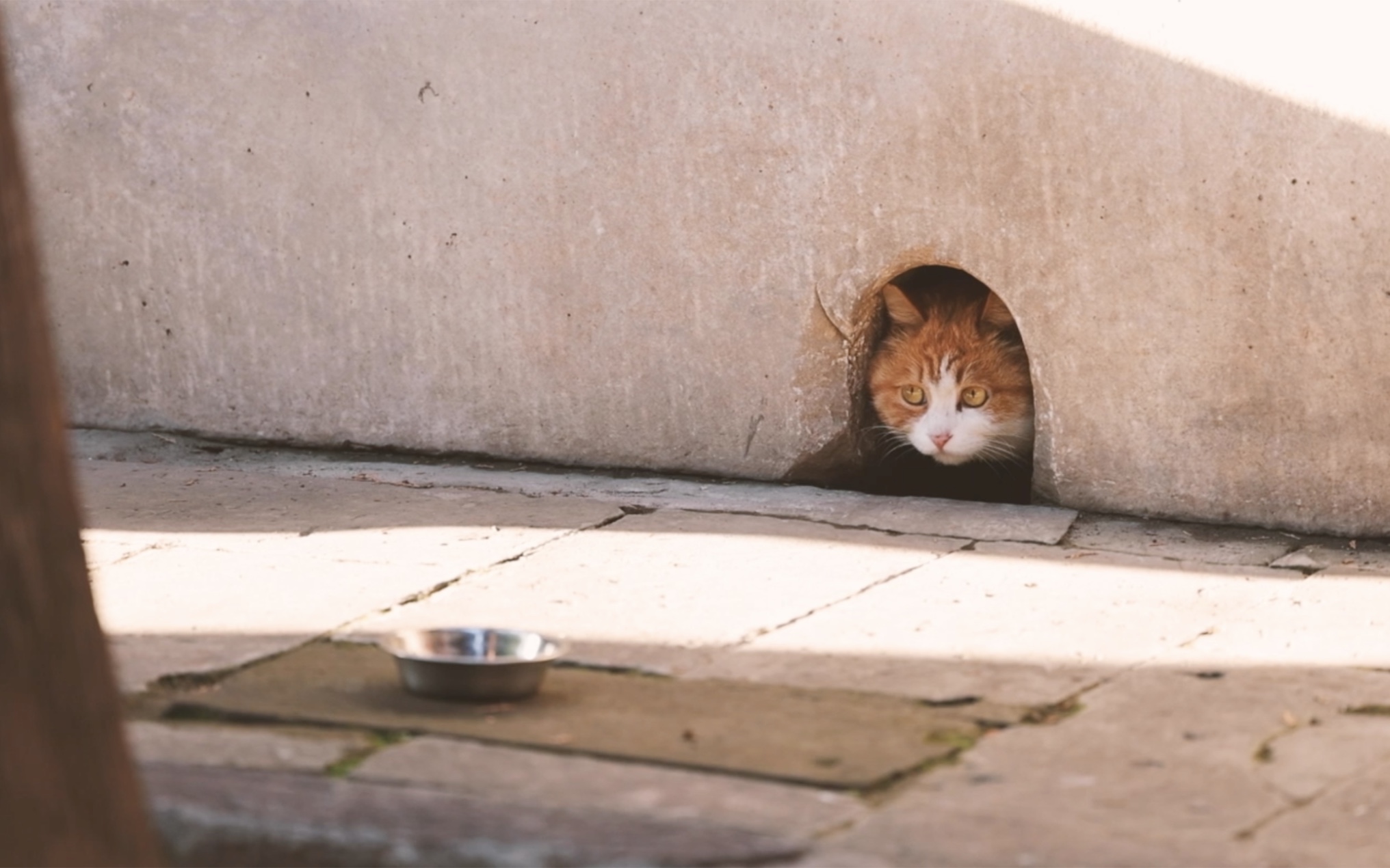 帕帕猫壁纸图片