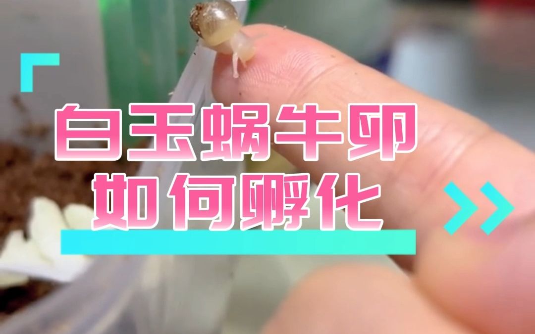 白玉蜗牛卵如何孵化哔哩哔哩bilibili