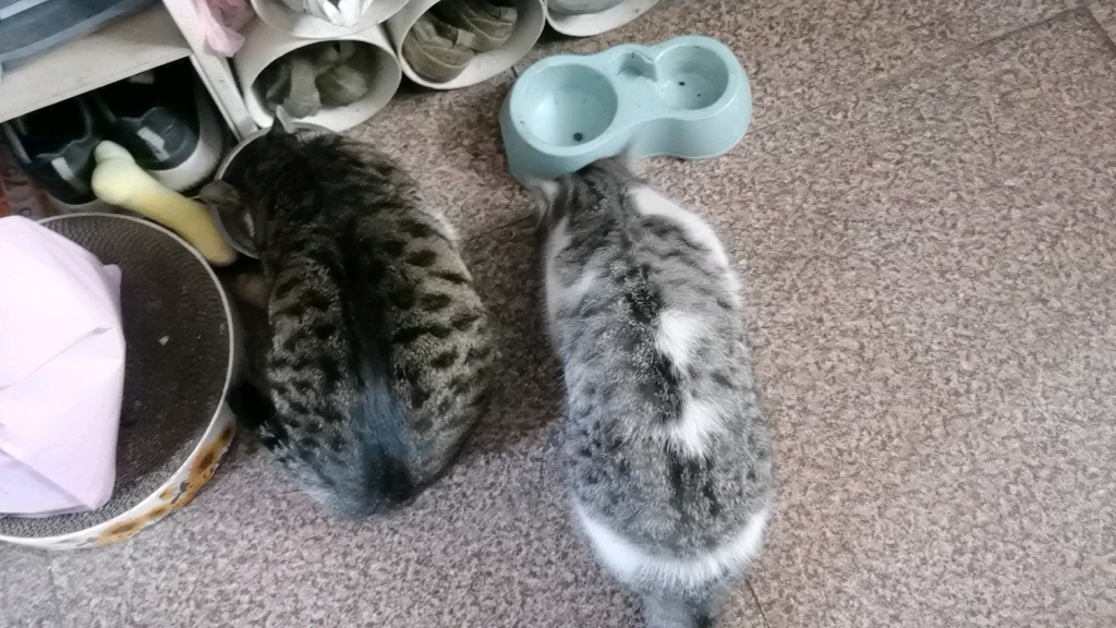 【狸花猫】埋头苦吃的两只大海参