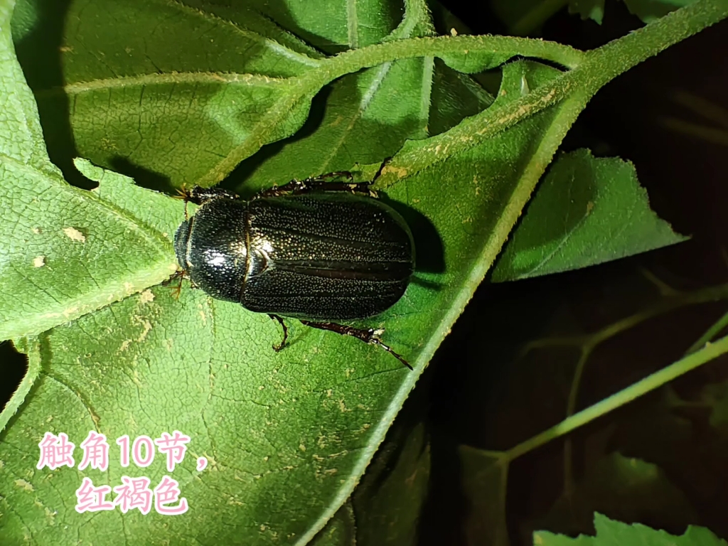 【暗黑鳃金龟】