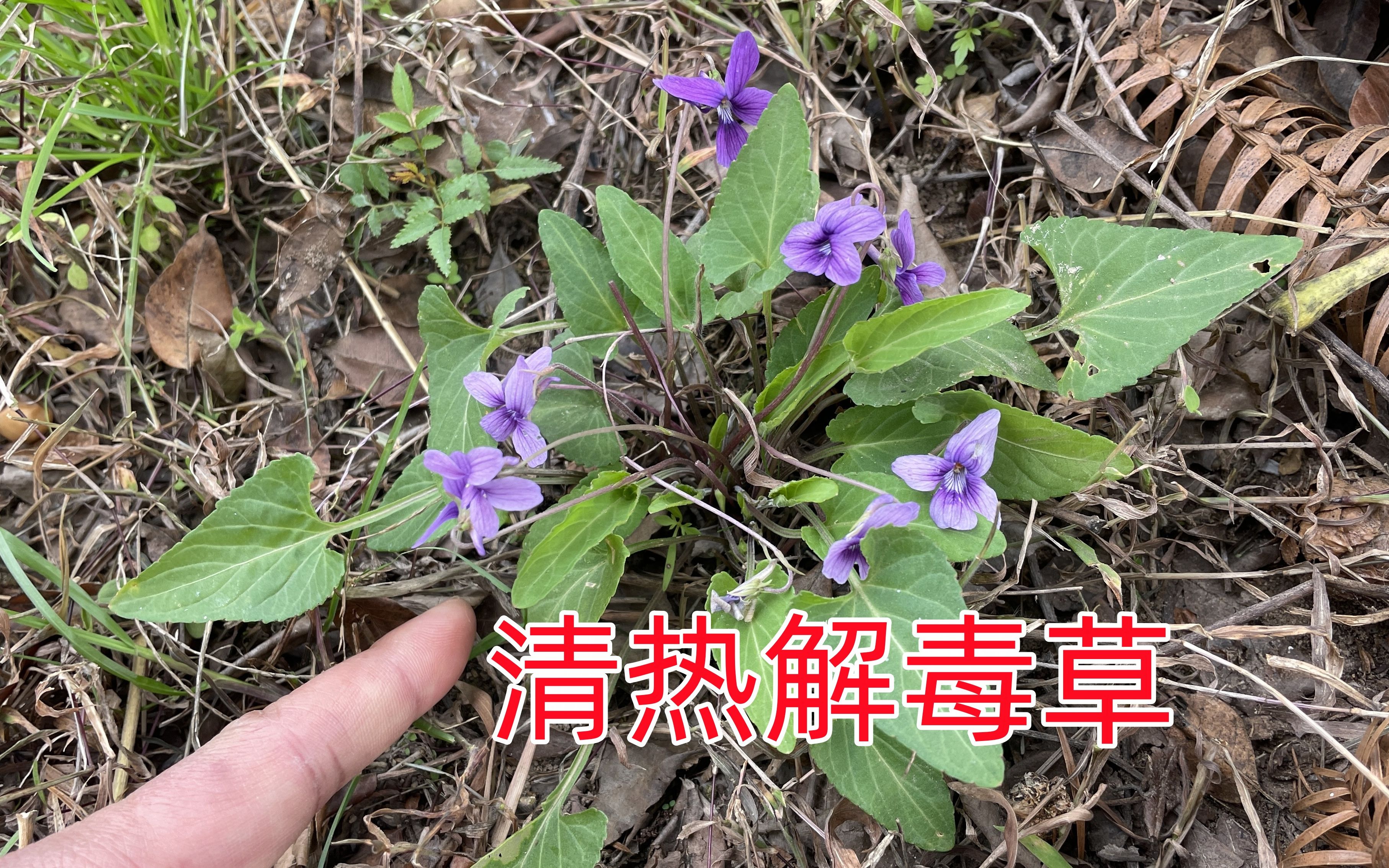 江西农村独有的清热解毒草,外地人都没见过,拍给大家认识下