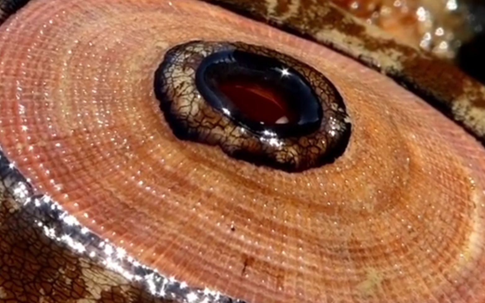 大锁孔帽贝透孔螺megathuracrenulata