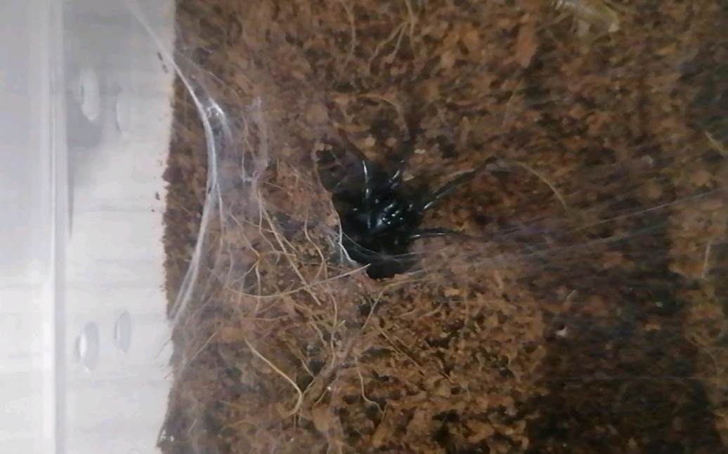 你敢动吗?--触形大疣蛛吃饭