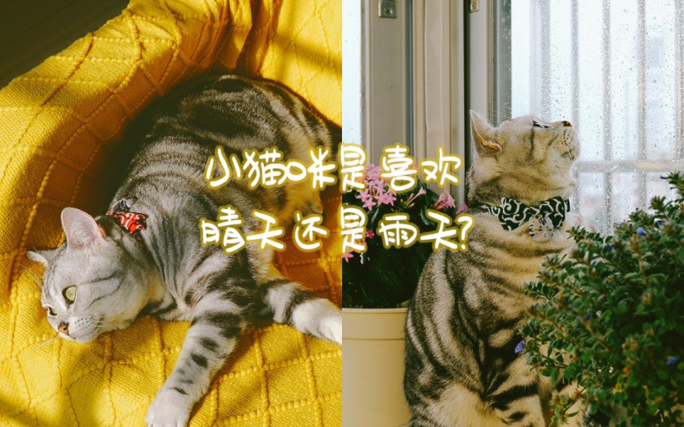 [图]小猫咪是喜欢晴天还是雨天？