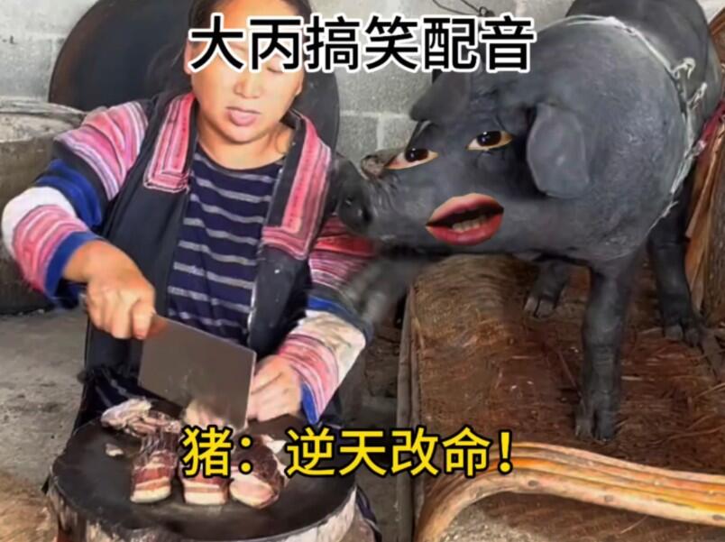 猪：逆天改命！_哔哩哔哩_bilibili