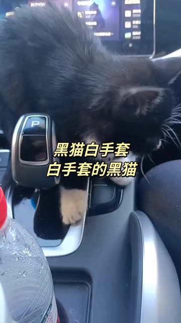 的精彩视频