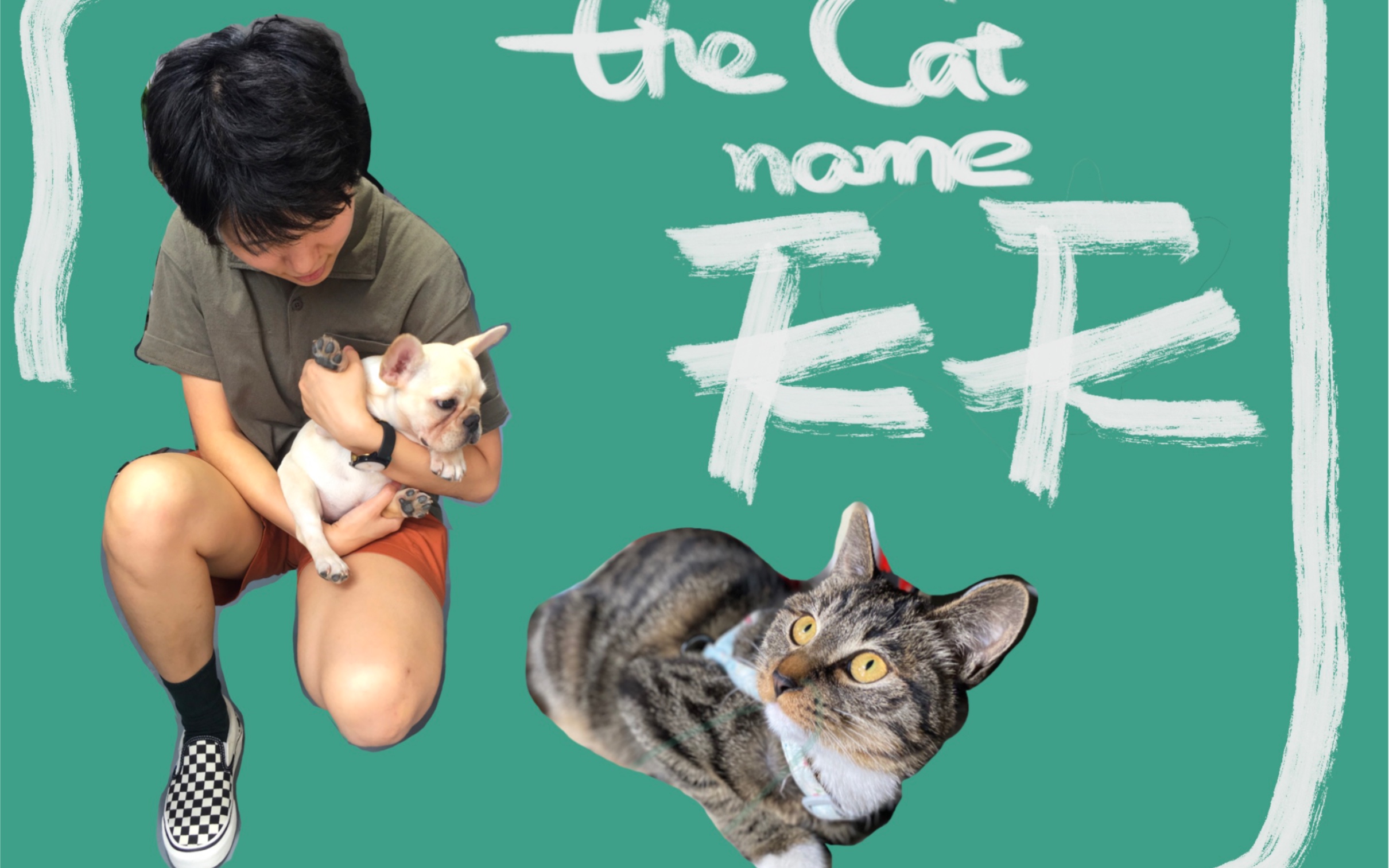 疫情期间猫咪初次发情从呵护备至到崩溃边缘