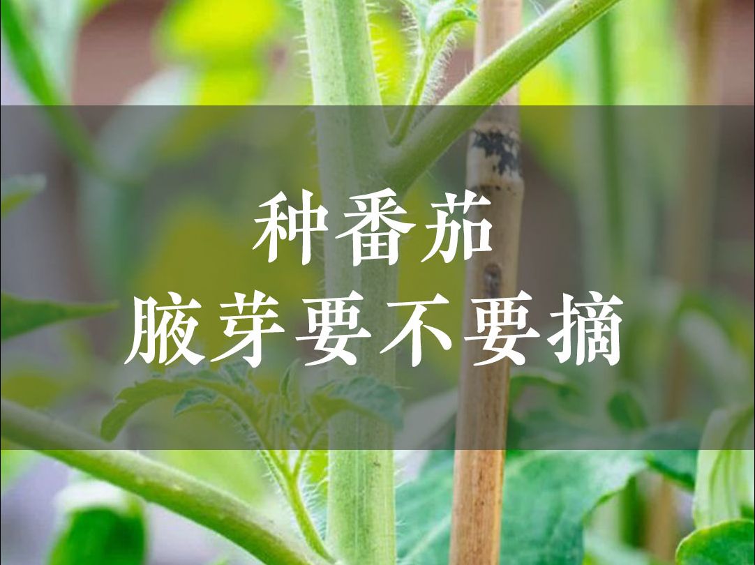 种番茄𐟍…腋芽要不要摘❓哔哩哔哩bilibili