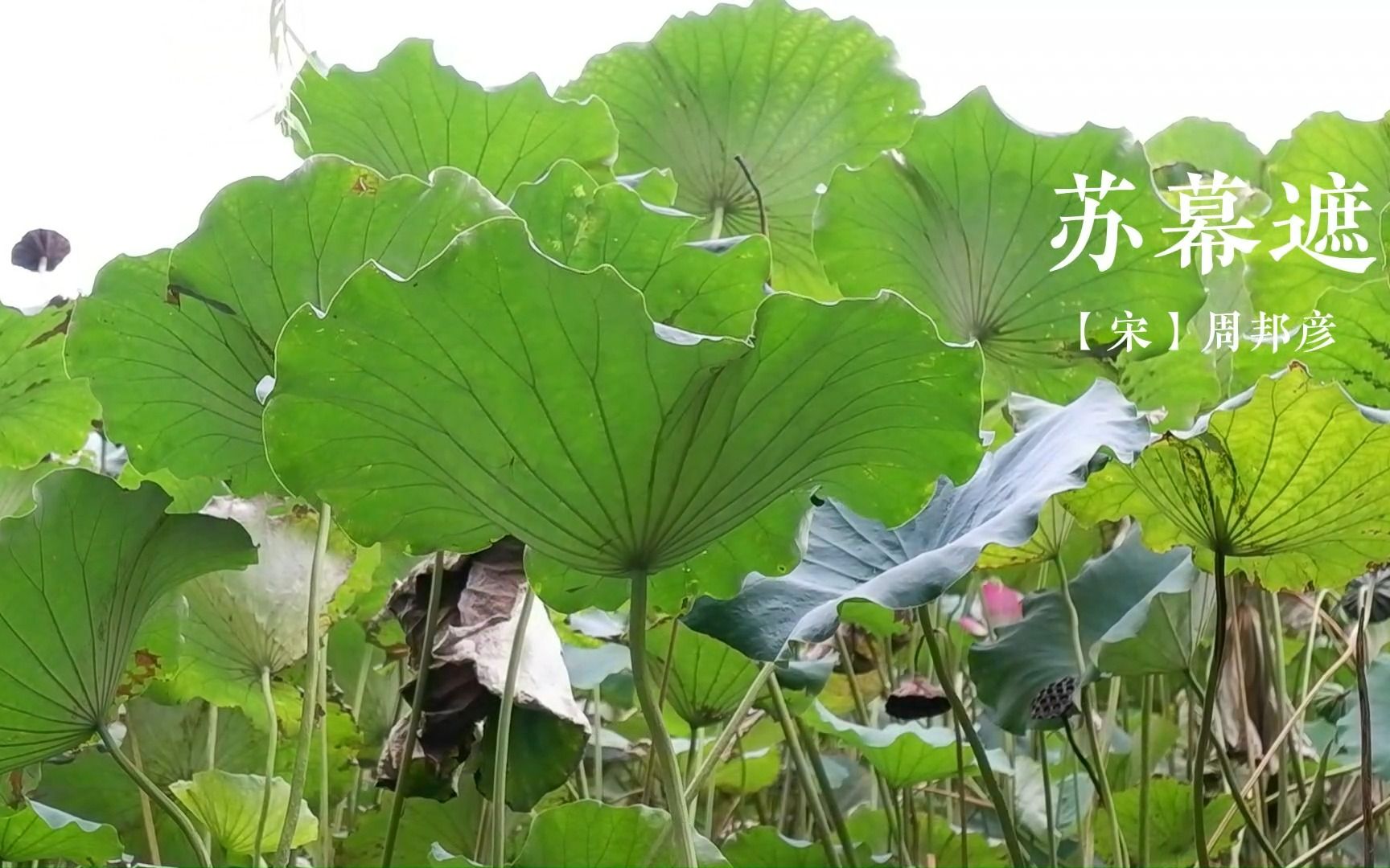 [图]荷的风神 | 叶上初阳干宿雨，水面清圆，一一风荷举