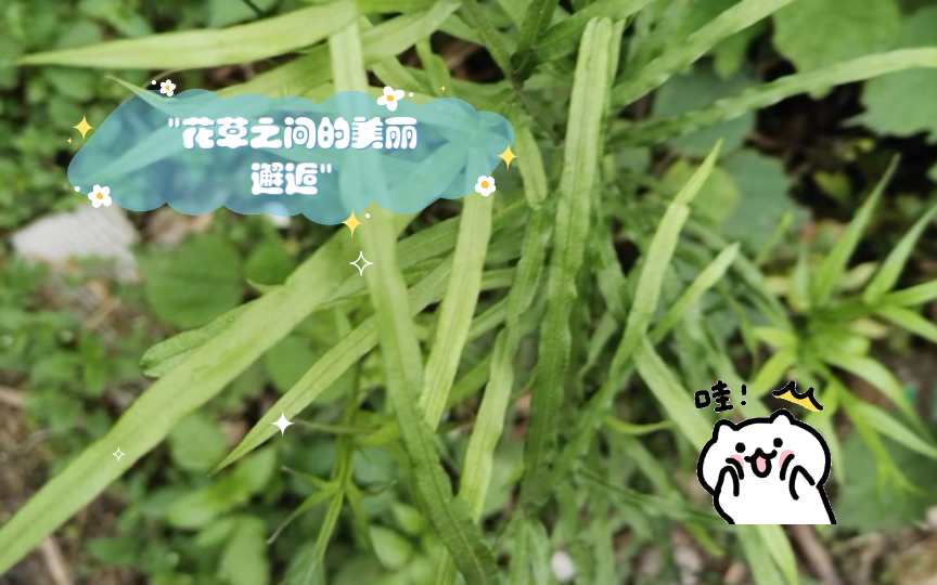 花草之间的美丽邂逅哔哩哔哩bilibili