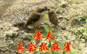 Descargar video: 屠夫伯劳真猛，农村小伙都没有教，麻雀领盒饭了