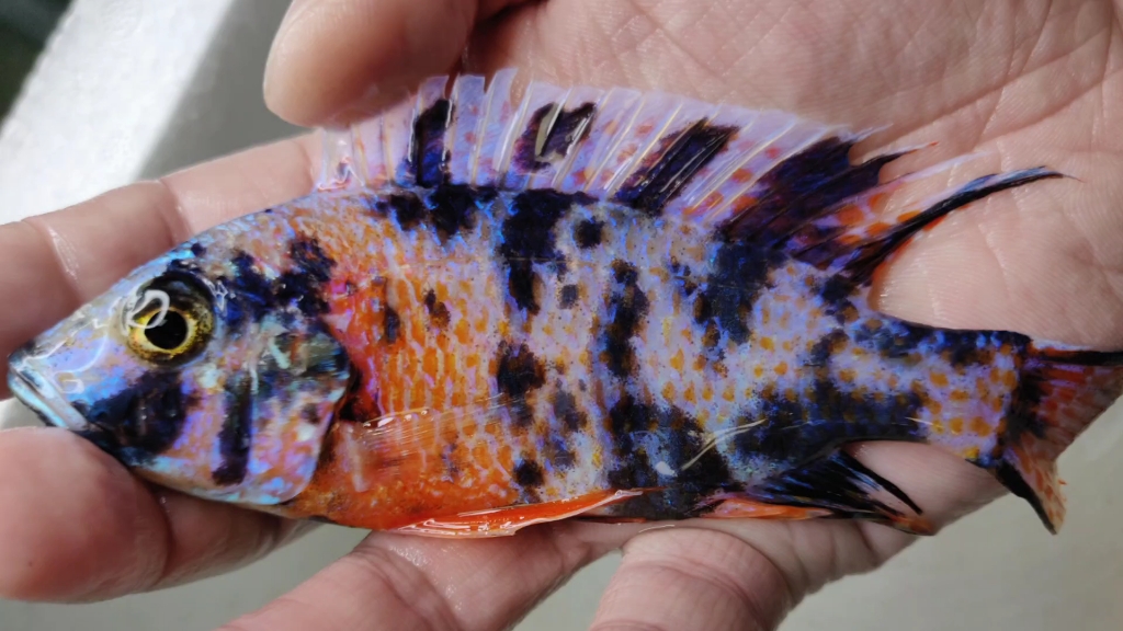 三湖慈鲷 a属孔雀 ob孔雀