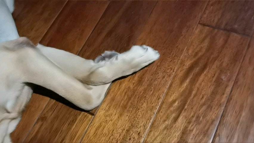 睡觉的时候脚丫子不听使唤了