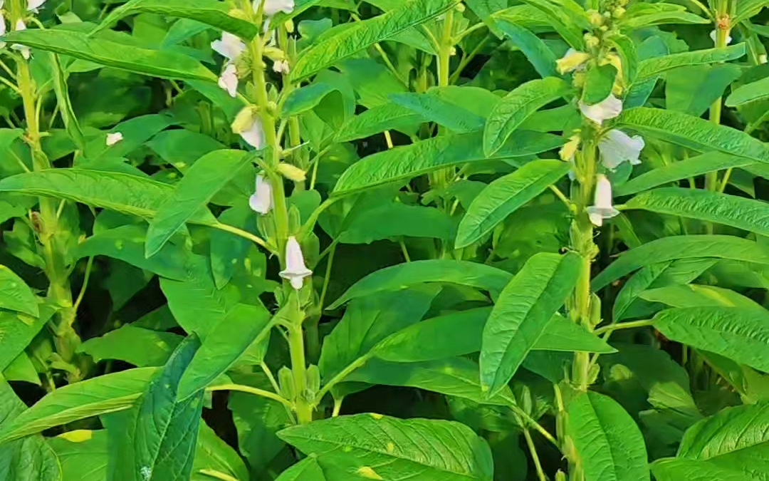 芝麻开花节节高 一路生花一路行哔哩哔哩bilibili